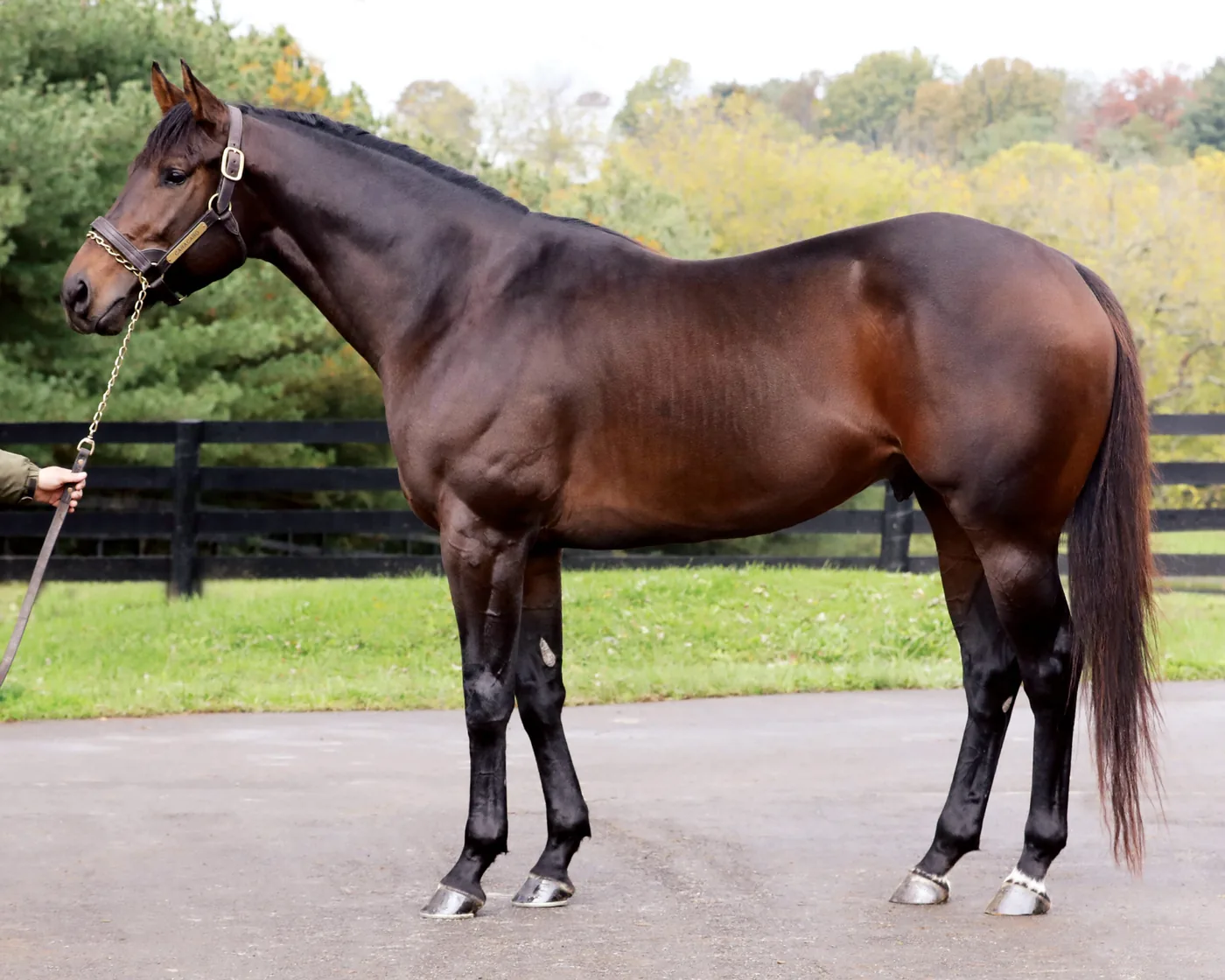 First foal for CARACARO