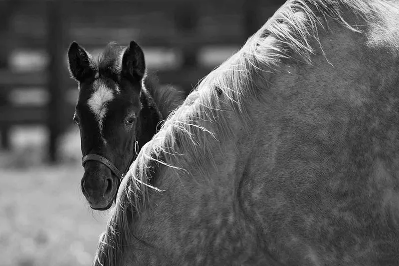 Yearlings being prepared for sale at Crestwood Farm