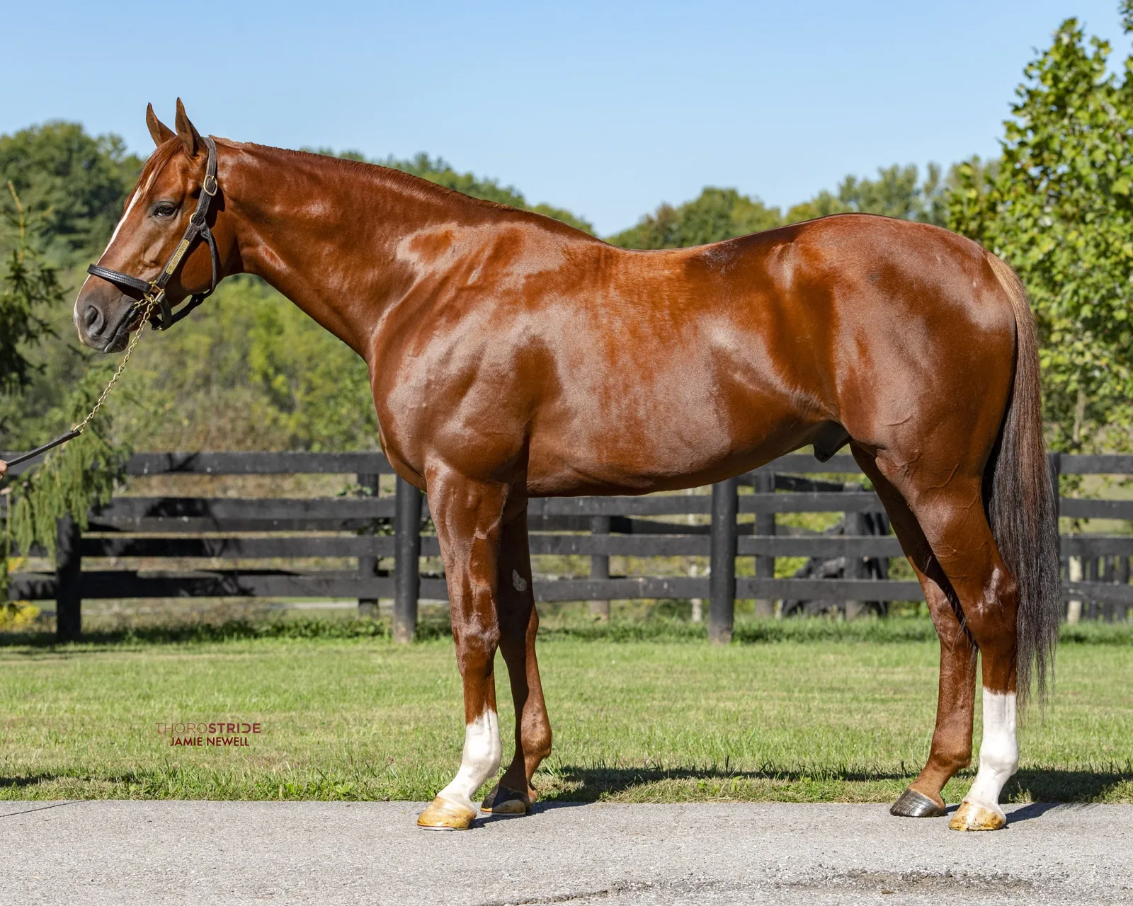Il Miracolo, a millionaire son of Gun Runner, in conformation pose at Crestwood Farm